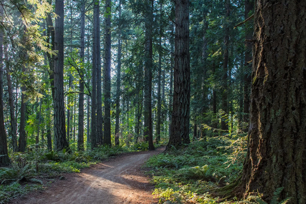 Oregon RV trails